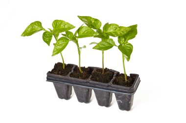 Beyaz arka planda izole edilmiş plastik kaba biber tohumu. Kapalı alanda ya da serada sebze yetiştirme