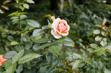 Bahçede pembe gül. Yaz ışığında güzel bir gül çalısı. Güzel bahar ya da yaz çiçek açan gül bitkisi