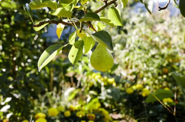 Bahçedeki bir ağaçta olgun bir armut. Yaz bahçesinde organik tarım armutları