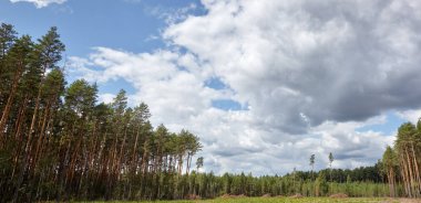 Gökyüzü ve çayırlarda yoğun çam ormanlarının panoramik fotoğrafı. Bir sıra ağacın ve mavi gökyüzünün güzel manzarası