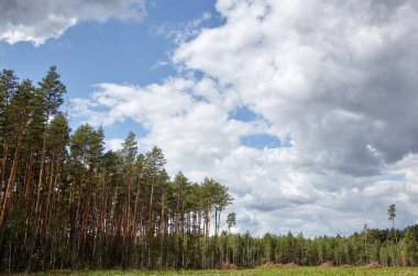 Gökyüzüne ve çayırlara karşı yoğun çam ormanı. Bir sıra ağacın ve mavi gökyüzünün güzel manzarası