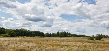Ufuktaki yaz ormanının mavi gökyüzüne karşı panoramik fotoğrafı. Yeşil ağaçların ve mavi gökyüzünün güzel manzarası