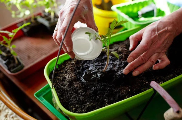 老人在自家温室种花 男人的手在地里种植番茄幼苗 有选择地集中注意力 春天的种植和园艺 — 图库照片