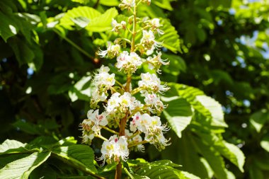 Kestanenin dalları yemyeşil yaprakların arka planında, yakın plan. Bahar zamanı kestane ağacı çiçekleri. Seçici odak, bulanık arkaplan