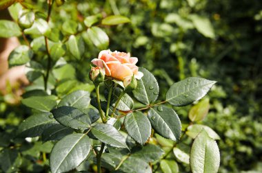 Bahçede su damlaları olan pembe bir gül. Yaz ışığında güzel bir gül çalısı. Güzel bahar ya da yaz çiçek açan gül bitkisi
