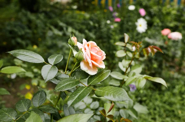 Bahçede pembe gül. Yaz ışığında güzel bir gül çalısı. Güzel bahar ya da yaz çiçek açan gül bitkisi