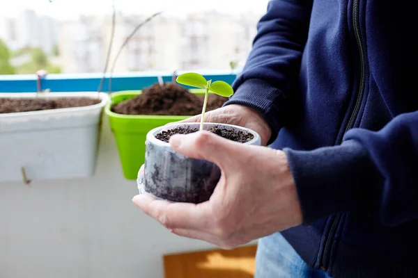 Old man gardening in home greenhouse. Men\'s hands holding cucumber seedling in the pot, selective focus