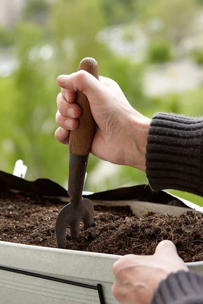 Starý Zahradník Doma Skleníku Mužské Ruce Připravují Půdu Pro Sazenice — Stock fotografie
