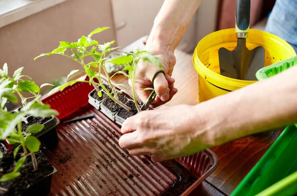 Orang Tua Berkebun Rumah Kaca Tangan Pria Menanam Bibit Tomat — Stok Foto