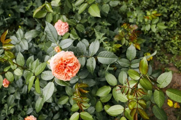 Rose Rose Dans Jardin Buisson Belle Rose Lumière Été Belle — Photo