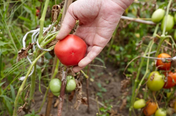 Güneşli bir günde ev bahçesinde taze organik domates toplayan kadınların elleri. Çiftçi domates topluyor.