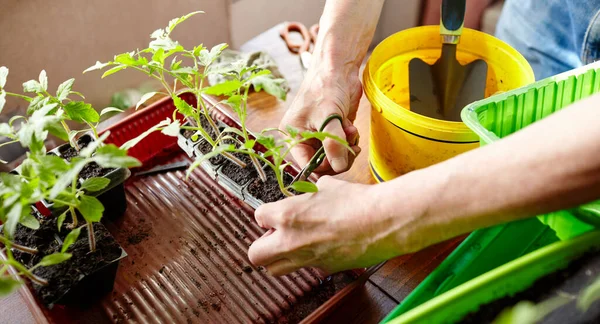 Orang Tua Berkebun Rumah Kaca Tangan Pria Menanam Bibit Tomat — Stok Foto