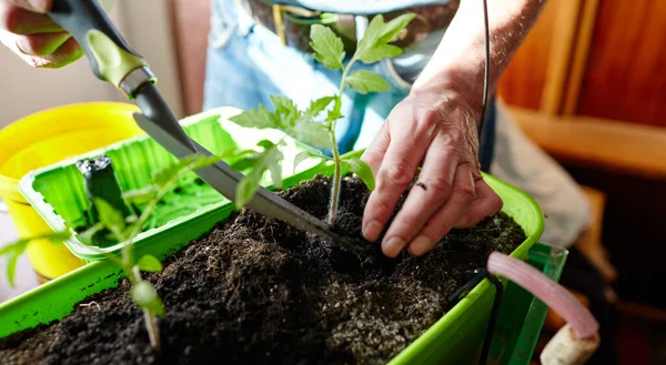 Old man gardening in home greenhouse. Men\'s hands planting tomato seedlings in the soil, selective focus. Planting and gardening at springtime