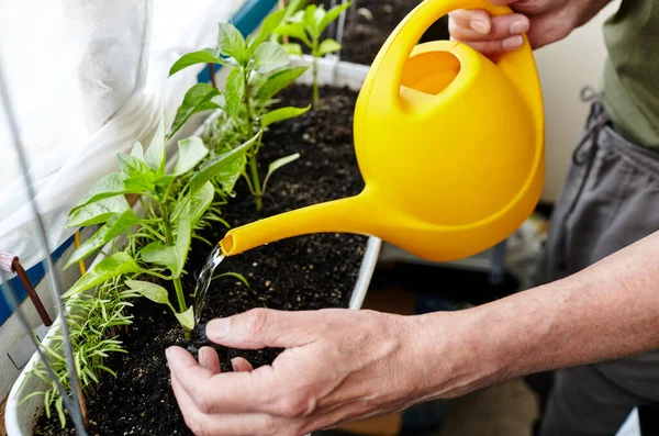 Old Man Gardening Home Greenhouse Men Hands Hold Watering Can — Stock Photo, Image