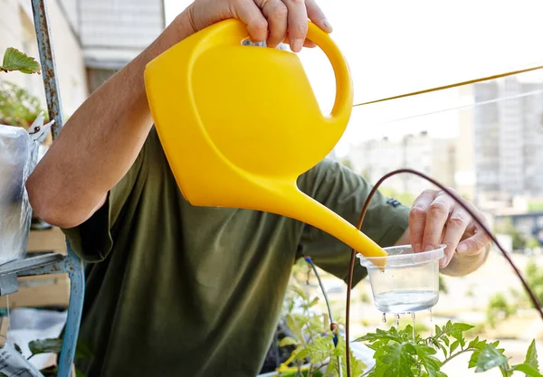 Old man gardening in home greenhouse. Men's hands hold watering can and watering the tomato plant