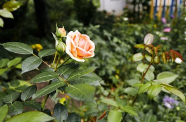 Bahçede pembe gül. Yaz ışığında güzel bir gül çalısı. Güzel bahar ya da yaz çiçek açan gül bitkisi