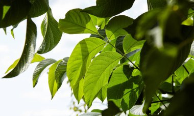 Güneş ışığındaki ceviz yapraklarının soyut görüntüsü. Seçici odak, bulanık arkaplan