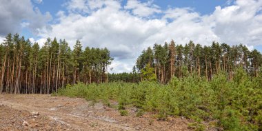 Gökyüzü ve çayırlarda yoğun çam ormanlarının panoramik fotoğrafı. Bir sıra ağacın ve mavi gökyüzünün güzel manzarası