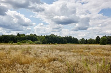 Gökyüzüne ve çayırlara karşı parlak yaz ormanı. Yeşil ağaçların ve mavi gökyüzünün güzel manzarası