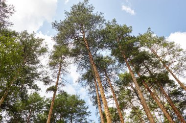 Mavi gökyüzüne karşı çam ağaçları. Bir yaz günü uzun çam ağaçlarına bakın.