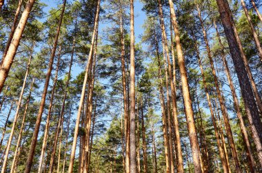 Çam ağacı ormanı. Güzel yaz ormanı Bir yaz günü