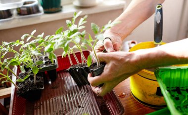 Ev serasında bahçeyle uğraşan yaşlı bir adam. Erkeklerin elleri toprağa domates tohumu ekiyor, seçici bir odak noktası. İlkbaharda ekim ve bahçe işleri.