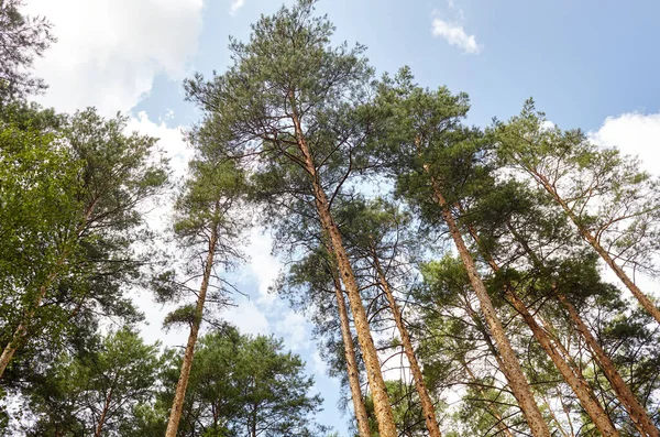 Pinos Contra Cielo Azul Admira Los Pinos Altos Día Verano — Foto de Stock