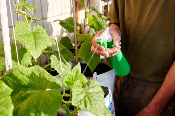Old man gardening in home greenhouse. Men\'s hands hold spray bottle and watering the cucumber plant
