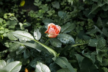 Bahçede su damlaları olan pembe bir gül. Yaz ışığında güzel bir gül çalısı. Güzel bahar ya da yaz çiçek açan gül bitkisi