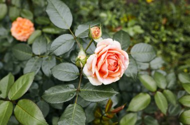 Bahçede su damlaları olan pembe bir gül. Yaz ışığında güzel bir gül çalısı. Güzel bahar ya da yaz çiçek açan gül bitkisi