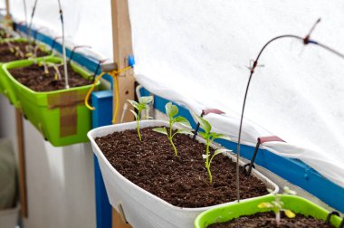 Plastik kaplarda biber tohumları, yakın plan. Kapalı alanda veya serada sebze yetiştirme, seçici odaklanma