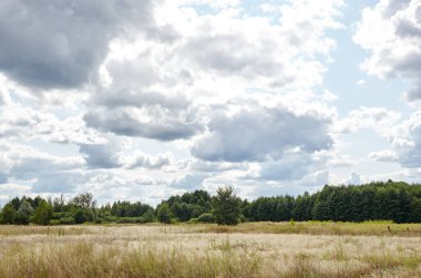 Gökyüzüne ve çayırlara karşı parlak yaz ormanı. Yeşil ağaçların ve mavi gökyüzünün güzel manzarası