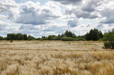 Gökyüzüne ve çayırlara karşı parlak yaz ormanı. Yeşil ağaçların ve mavi gökyüzünün güzel manzarası