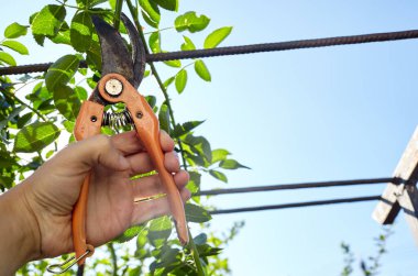 Bahçeyle uğraşan bir adam. Gül çalılığında solmuş çiçekleri kesen kesicilerle insan elleri. Bahçe işleri, bahçede budama makası olan budama bitkileri.