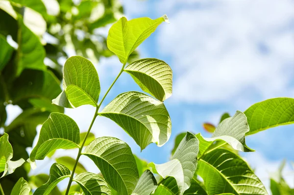 Abstract image of walnut leaves in rays of sunlight. Selective focus, blurred background