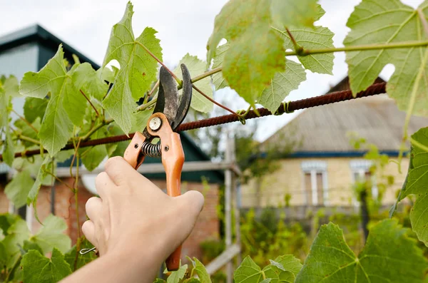 Man gardening in backyard. Worker\'s hands with secateurs cutting off wilted leafs on grapevine. Seasonal gardening, pruning plants with pruning shears in the garden