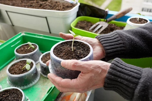 Old Man Gardening Home Greenhouse Men Hands Holding Cucumber Seedling — Stock Photo, Image