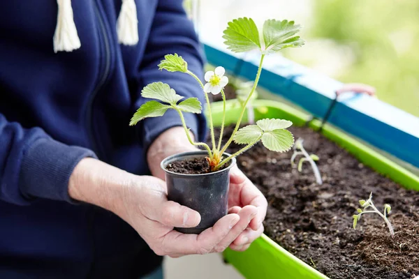 Old man gardening in home greenhouse. Men\'s hands holding strawberry seedling in the pot, selective focus
