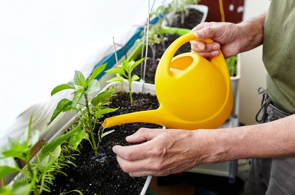 Old Man Gardening Home Greenhouse Men Hands Hold Watering Can — Stok Foto