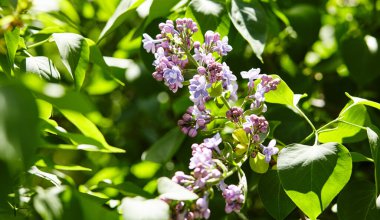 Yeşil arka planda güzel bir leylak çiçeği dalı, doğal bahar arkaplanı. Çiçekli leylak çalısı. Seçici odak, bulanık arkaplan