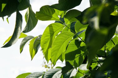 Güneş ışığındaki ceviz yapraklarının soyut görüntüsü. Seçici odak, bulanık arkaplan