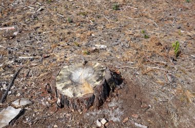 Parlak bir ormanda ağaç kütüğü. Ormanların tahrip edilmesinden sonra ağaç kütüğü