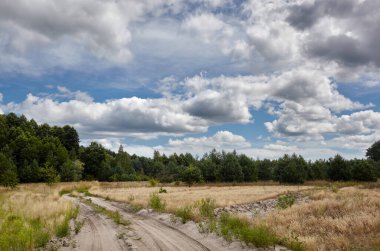 Gökyüzüne ve çayırlara karşı yoğun orman. Bir sıra ağacın ve mavi gökyüzünün güzel manzarası