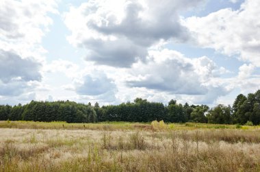 Gökyüzüne ve çayırlara karşı parlak yaz ormanı. Yeşil ağaçların ve mavi gökyüzünün güzel manzarası