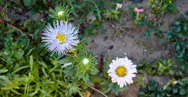 Aster flowers in the garden. A bush of beautiful plant in summer light. Beautiful summer or autumn blooming aster. Family name Asteraceae, Scientific name Aster. Selective focus, blurred background