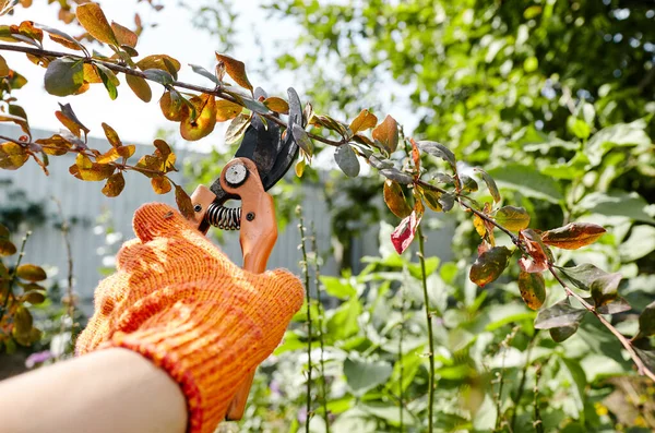 Man Gardening Backyard Mans Hands Secateurs Cutting Wilted Flowers Bush — Foto Stock