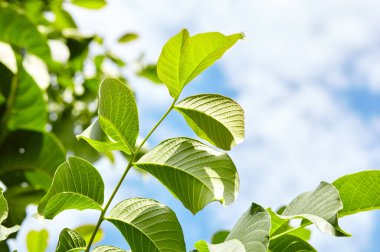 Güneş ışığındaki ceviz yapraklarının soyut görüntüsü. Seçici odak, bulanık arkaplan