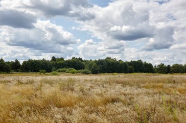 Gökyüzüne ve çayırlara karşı parlak yaz ormanı. Yeşil ağaçların ve mavi gökyüzünün güzel manzarası