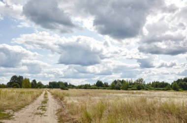 Ufuktaki yaz ormanı mavi gökyüzüne karşı. Yeşil ağaçların ve mavi gökyüzünün güzel manzarası