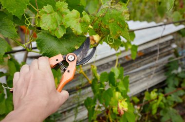 Bahçeyle uğraşan bir adam. Solmuş yaprakları kesen secateurs işçilerinin elleri. Bahçe işleri, bahçede budama makası olan budama bitkileri.